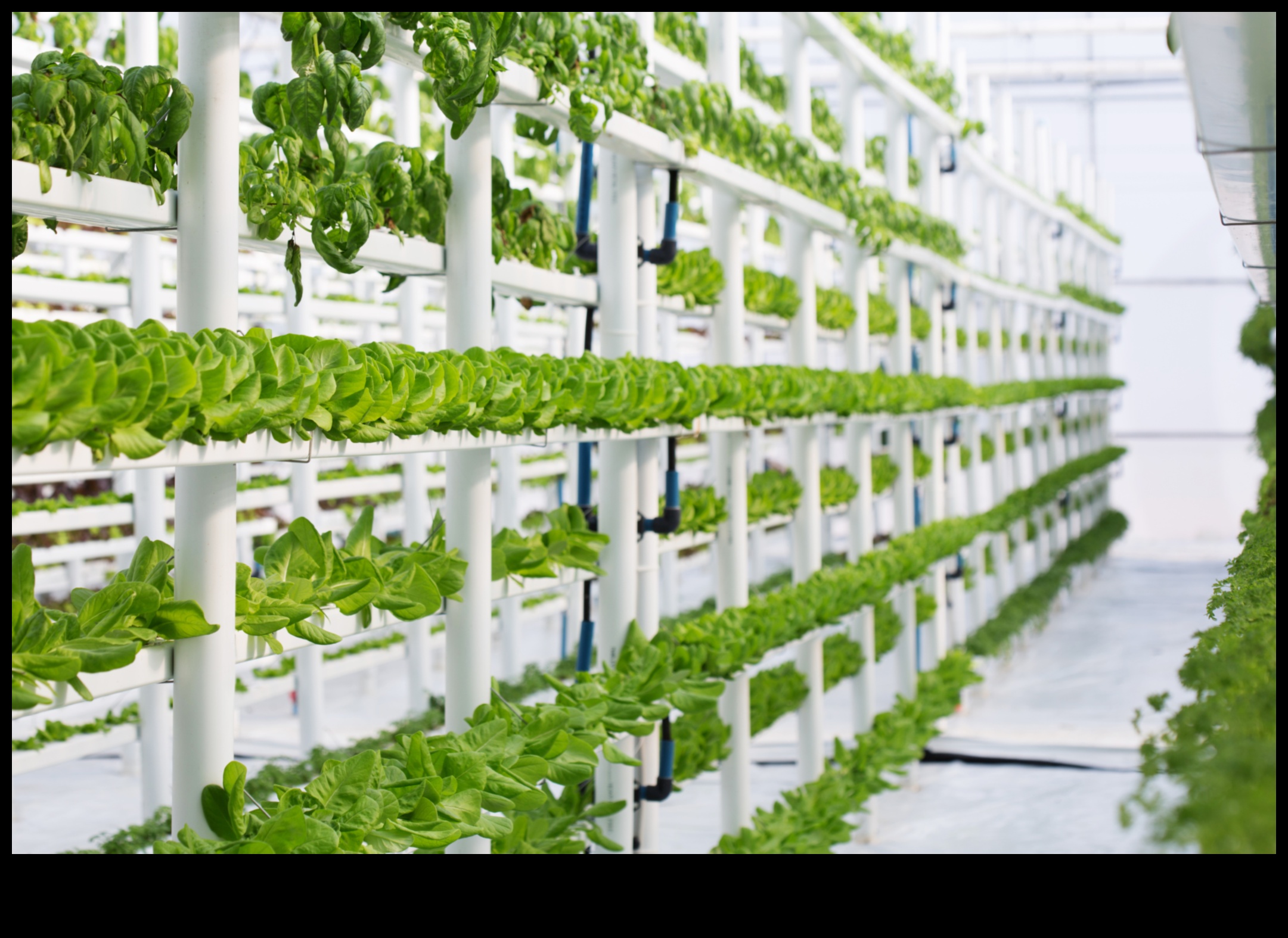 אלגנטיות מוגברת: שלמות גינון אנכית