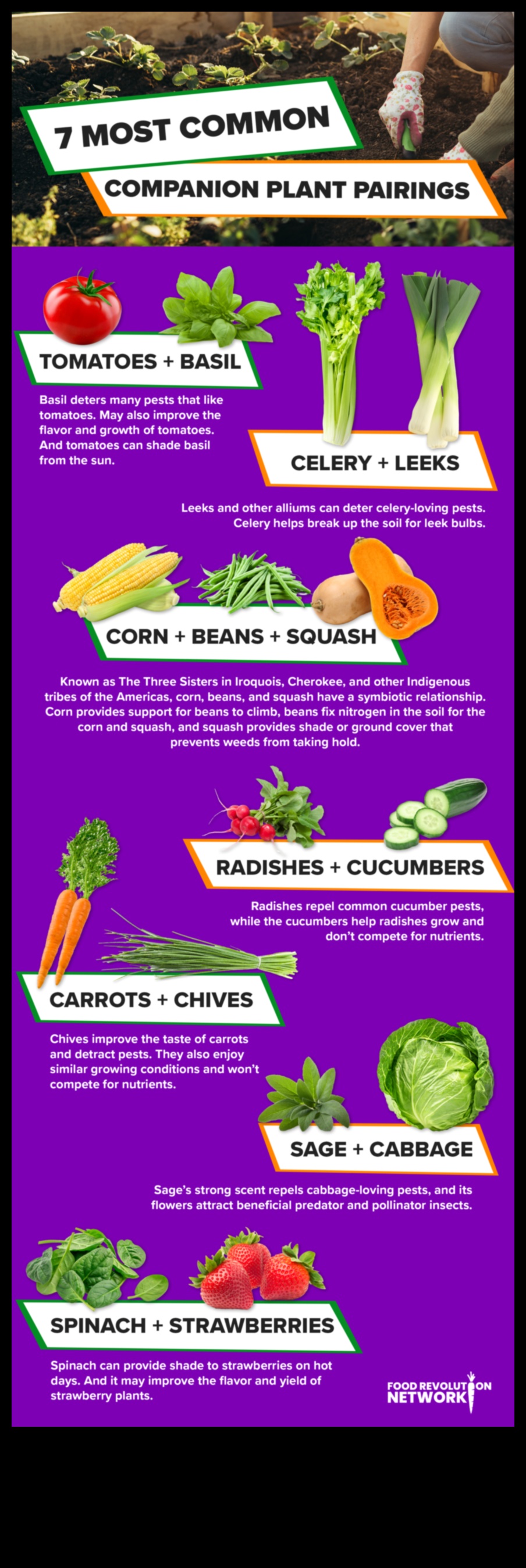 פריחה סימביוטית: פתיחת סודות של נטיעת מלווה