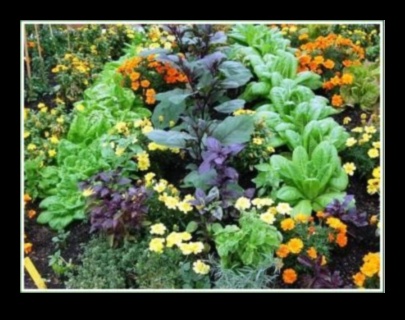 פריחה סימביוטית: פתיחת סודות של נטיעת מלווה