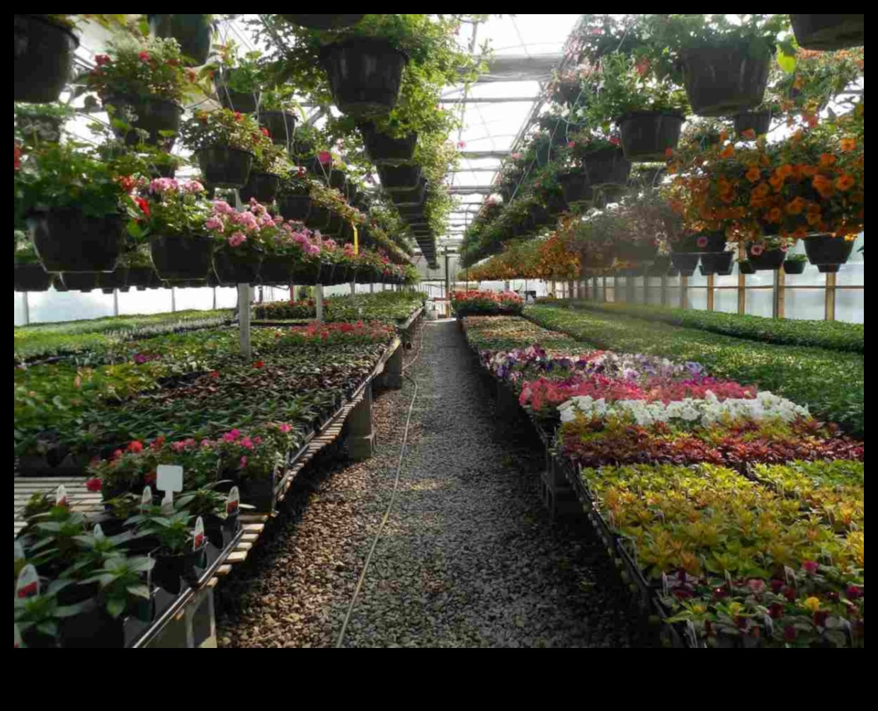 פריחה שופעת: אוצרות חממה מחכים