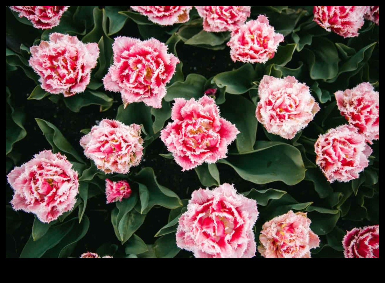 Blossom Brilliance: הרם את המרחב שלך עם שליטה בגינה