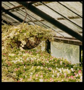 Blossom Brilliance: הרם את המרחב שלך עם שליטה בגינה