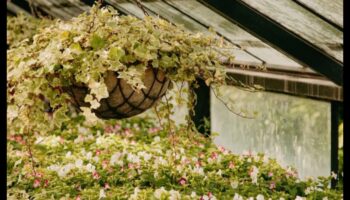 Blossom Brilliance: הרם את המרחב שלך עם שליטה בגינה