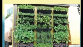 Heightened Elegance Vertical Gardening Perfection מידע ליצירת גנים אנכיים יפים ופונקציונליים 5 אלגנטיות מוגברת: שלמות גינון אנכית