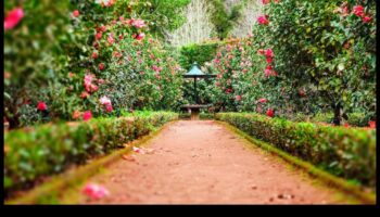 הרמוניה אמנותית: הרם את הגינה שלך עם הדגשים אופנתיים