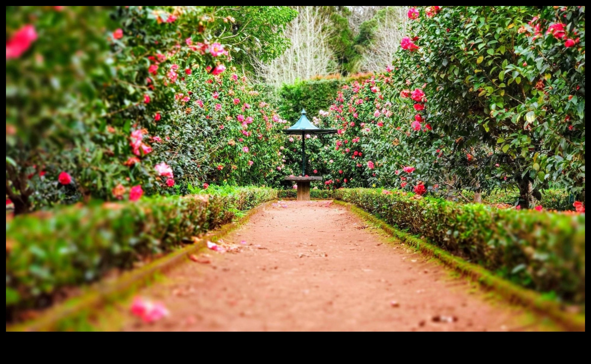 הרמוניה אמנותית: הרם את הגינה שלך עם הדגשים אופנתיים