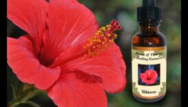 חליטות פרחוניות: לוכדות את המהות של תה היביסקוס טרי