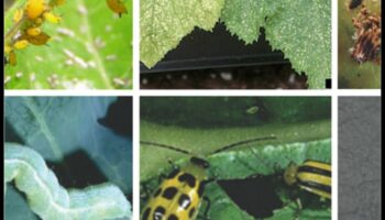 מאבק בחיידקי גן: אסטרטגיות לשלמות נטולת מזיקים