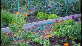 פריחה סימביוטית: פתיחת סודות של נטיעת מלווה