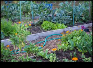 פריחה סימביוטית: פתיחת סודות של נטיעת מלווה